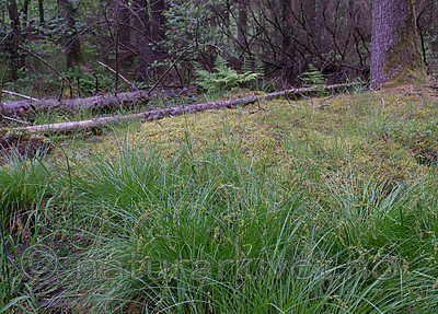 SIG_1271 / Carex elongata / Langstarr