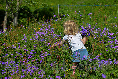 SIG_1405 / Geranium sylvaticum / Skogstorkenebb
