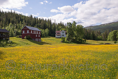 SIG_1455 / Ranunculus acris acris / Engsoleie