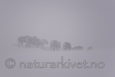 SIG_1540 / Rangifer tarandus tarandus / Fjellrein