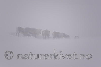 SIG_1544 / Rangifer tarandus tarandus / Fjellrein