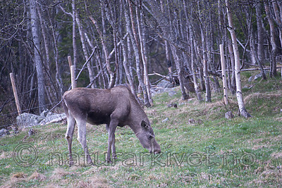 SIG_1908 / Alces alces / Elg