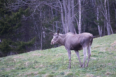 SIG_1928 / Alces alces / Elg