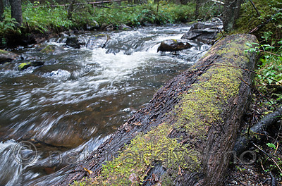 SIG_2014 / Scapania apiculata / Fakkeltvebladmose