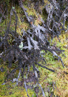 SIG_2078 / Fuscopannaria confusa / Fossefiltlav