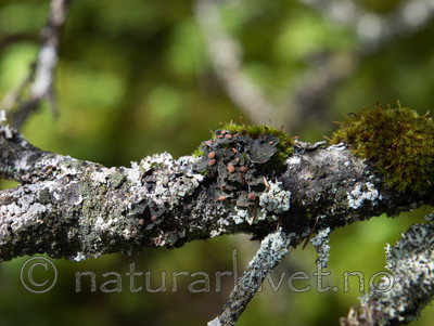 SIG_2166 / Erioderma pedicellatum / Trønderlav