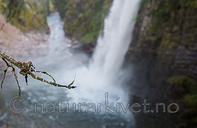 SIG_2220 / Erioderma pedicellatum / Trønderlav