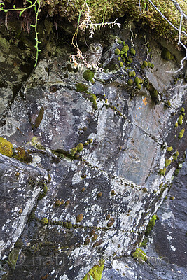 SIG_2438 / Aegolius funereus / Perleugle