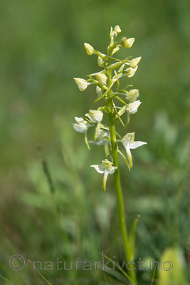 SIG_2521 / Platanthera montana / Grov nattfiol