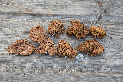 SIG_2768 / Gautieria graveolens <br /> Gautieria morchelliformis / Gropeknoll