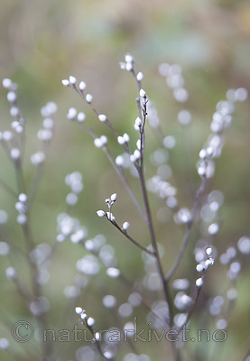 SIG_2854 / Lithospermum officinale / Legesteinfrø