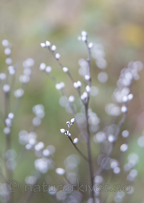 SIG_2861 / Lithospermum officinale / Legesteinfrø