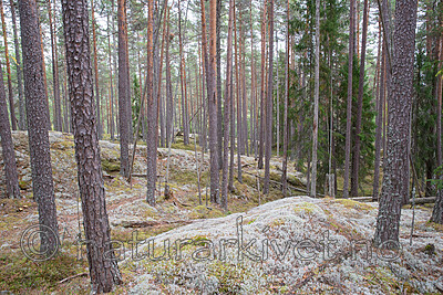 SIG_3019