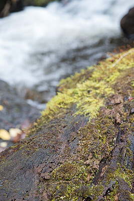 SIG_3034 / Scapania apiculata / Fakkeltvebladmose