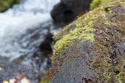 SIG_3057 / Scapania apiculata / Fakkeltvebladmose