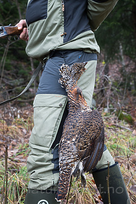 SIG_3204 / Tetrao urogallus / Storfugl