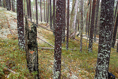 SIG_3293