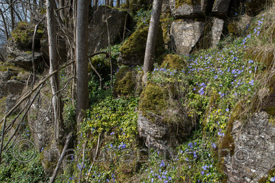 SIG_3471 / Vinca minor / Gravmyrt