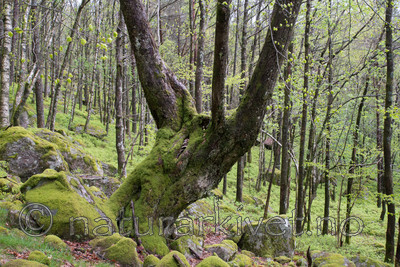SIG_3587 / Tilia cordata / Lind
