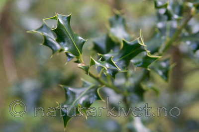SIG_3596 / Ilex aquifolium / Kristtorn