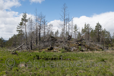 SIG_3795