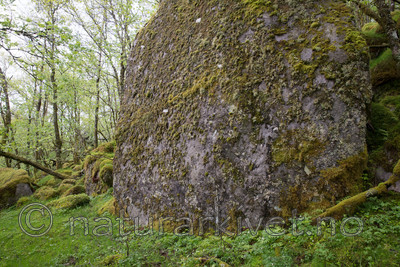 SIG_3847 / Bryoria smithii / Piggtrollskjegg