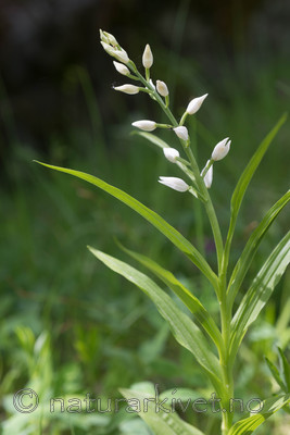 SIG_4016 / Cephalanthera longifolia / Hvit skogfrue