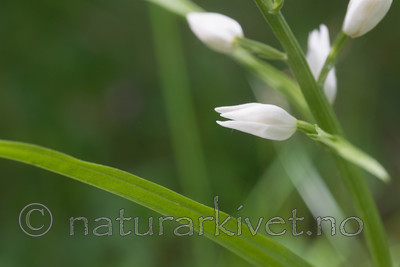 SIG_4021 / Cephalanthera longifolia / Hvit skogfrue