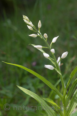 SIG_4022 / Cephalanthera longifolia / Hvit skogfrue