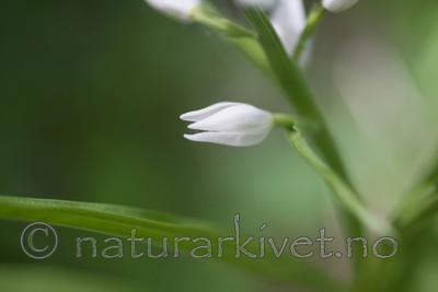 SIG_4031 / Cephalanthera longifolia / Hvit skogfrue