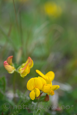 SIG_4067 / Lotus corniculatus / Tiriltunge