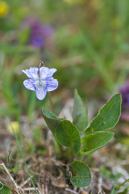 SIG_4071 / Viola canina / Engfiol