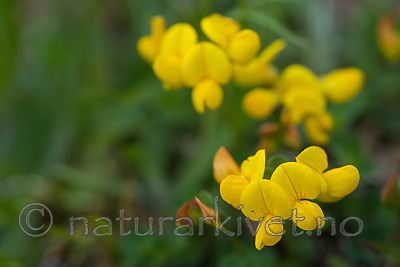 SIG_4089 / Lotus corniculatus / Tiriltunge