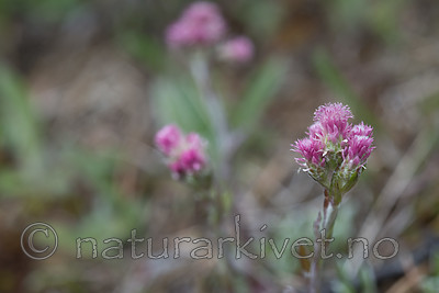 SIG_4094 / Antennaria dioica / Kattefot