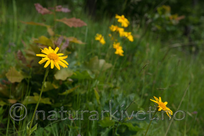 SIG_4202 / Arnica montana / Solblom