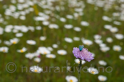 SIG_4361 / Adscita statices / Grønn metallsvermer <br /> Knautia arvensis / Rødknapp