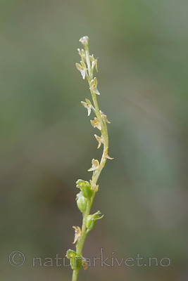 SIG_4765 / Hammarbya paludosa / Myggblom