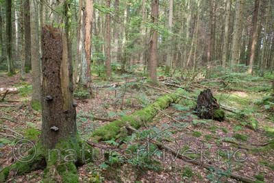 SIG_4881