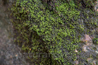 SIG_5190 / Hygrohypnum montanum / Huldrebekkemose