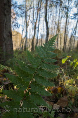 SIG_5196 / Dryopteris cristata / Vasstelg
