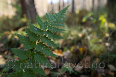 SIG_5205 / Dryopteris cristata / Vasstelg