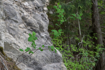 SIG_6454 / Cotoneaster laxiflorus / Svartmispel