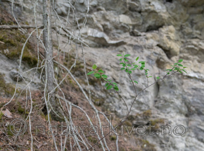 SIG_6467 / Cotoneaster laxiflorus / Svartmispel