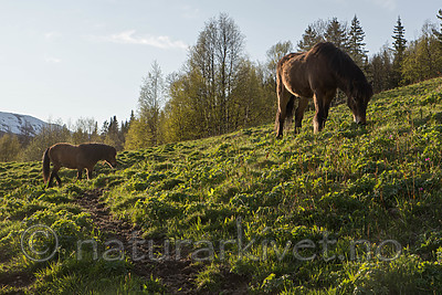 SIG_6480 / Equus caballus / Hest
