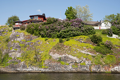 SIG_6496 / Phedimus spurius / Gravbergknapp <br /> Syringa vulgaris / Syrin