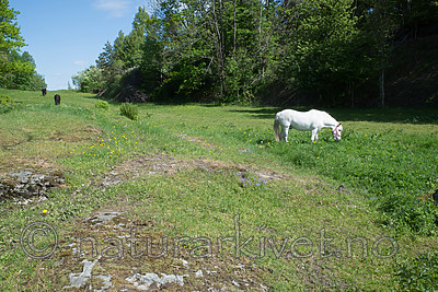 SIG_6537 / Equus caballus / Hest
