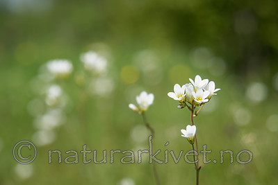 SIG_6545 / Saxifraga granulata / Nyresildre
