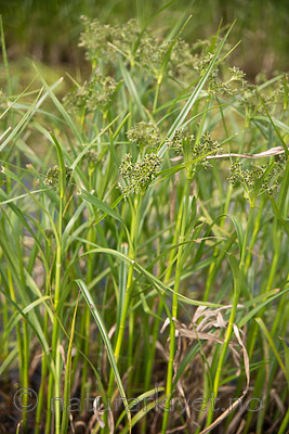 SIG_6568 / Scirpus radicans / Buesivaks