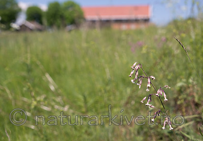 SIG_6643 / Silene nutans / Nikkesmelle