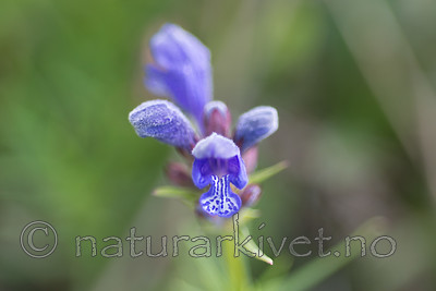 SIG_6731 / Dracocephalum ruyschiana / Dragehode